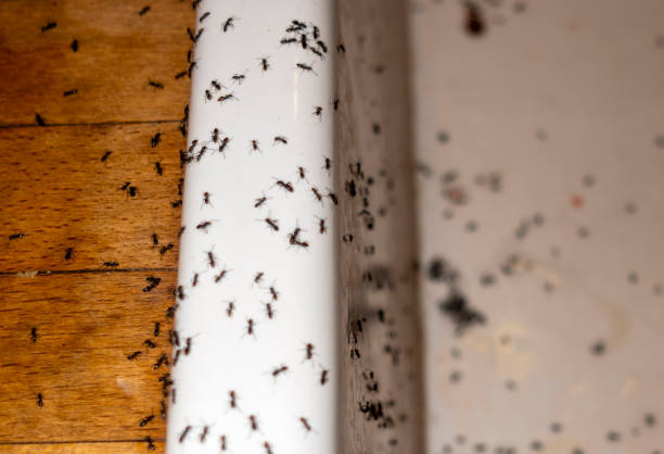 Best Best Pest Control Companies  in Kemah, TX