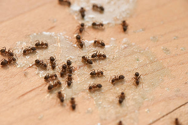 Best Commercial Pest Control Services  in Kemah, TX