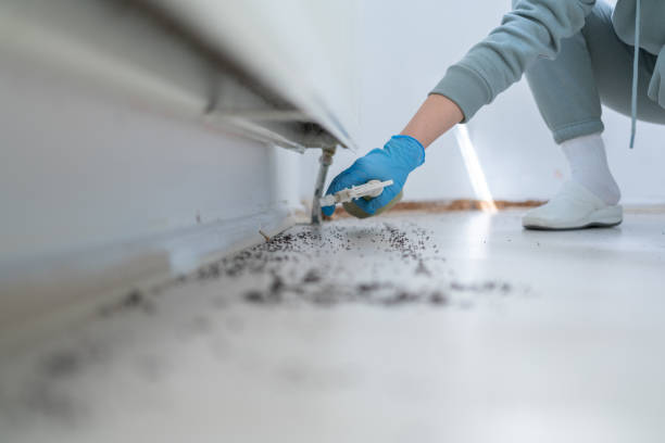 Best Wasp Removal Services  in Kemah, TX